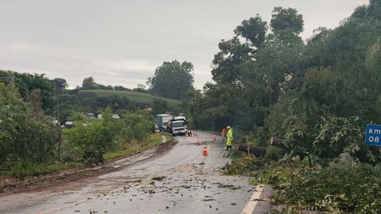 Árvore cai na MG-290 e causa lentidão entre Borda da Mata e Pouso Alegre