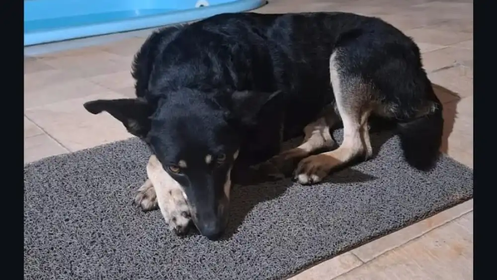 Cadela cuidada por moradores é morta a tiros no Sul de Minas