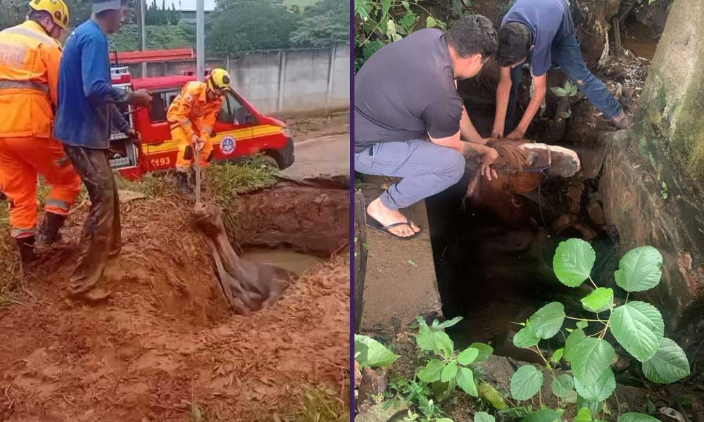 Cavalo e égua são resgatados em operações distintas no Sul de Minas